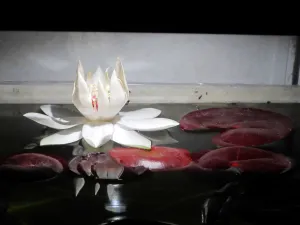 Právě teď. Nymphaea 'Peru Puerto Maldonado'.