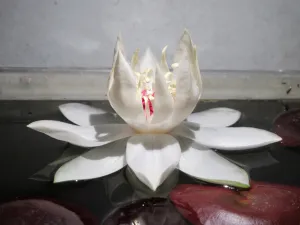 Nymphaea 'Peru Puerto Maldonado'. Detail.