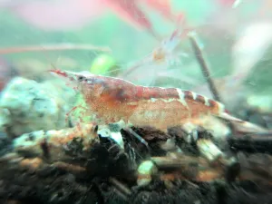 Caridina babaulti sp. 'Malaya'. Fotka není ideální, ale lepší, než nic.
