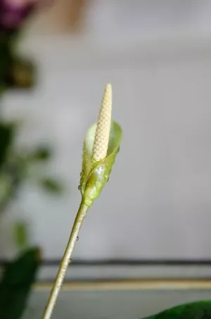 Anubias lanceolata f. angustifolia - kvitne