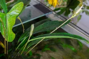 Anubias lanceolata f. angustifolia - kvitne