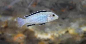 Labidochromis caeruleus nkhomo reef (samec)