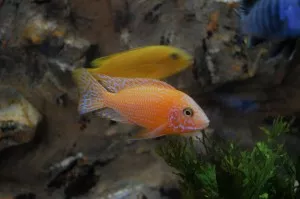 Aulonocara Fire fish (samec)