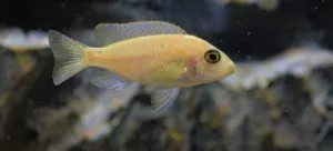 Aulonocara Fire fish (samice)
