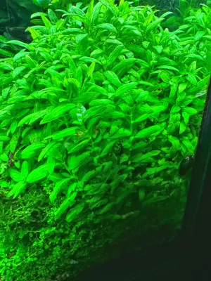 Staurogyne repens