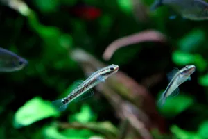 Stiphodon elegans