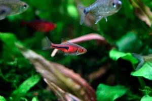 Razbora Espeho