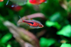 Razbora Espeho