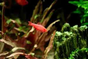 Mrenka Dúhová albín