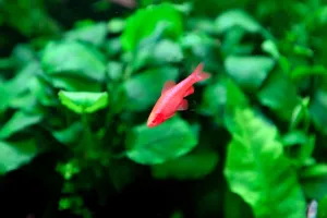 Mrenka Dúhová albín