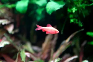 Mrenka Dúhová albín