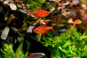 Tetra Muzel red cherry