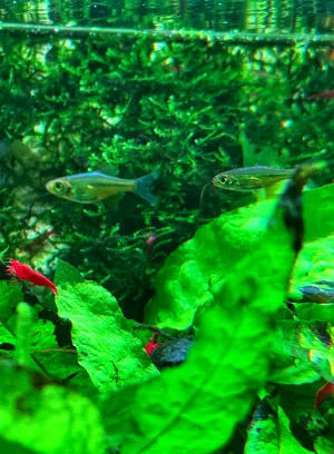 Microrasbora kubotai