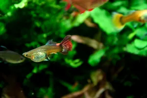 Gupka dúhová - samička