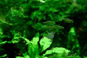 Microrasbora kubotai