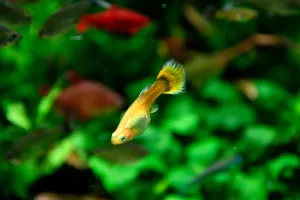 Gupka dúhová - samička