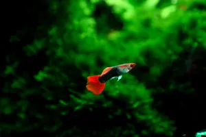 Gupka dúhová Tuxedo Blonde Red