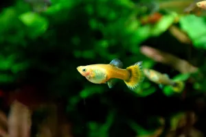 Gupka dúhová - samička