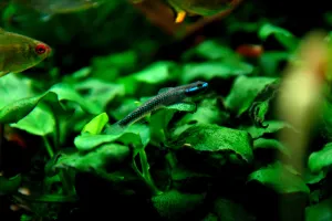 Stiphodon elegans