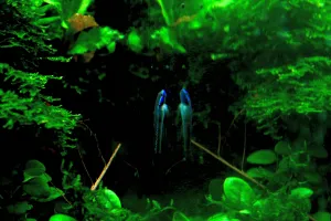 Stiphodon elegans	