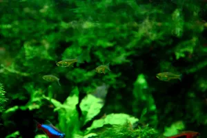 Microrasbora kubotai