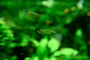 Microrasbora kubotai