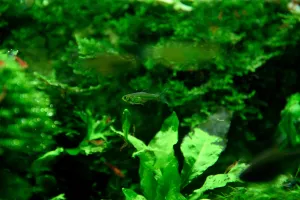 Microrasbora kubotai