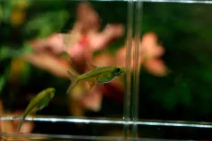 Microrasbora kubotai