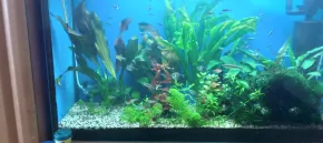 Obyčejné akvarium