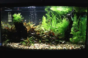 ...dnes po výměně 20 litrů vody...