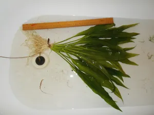 ...před časem jsem se ho musel zbavit...