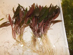 ...Kryptokoryny musím přetrhávat...