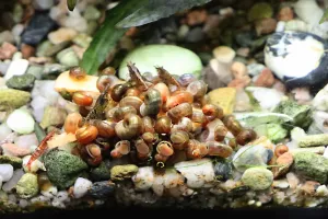 ...když rybičky zaváhají...