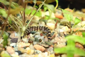 ...dívej se mi do očí !...