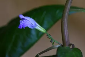 Květ Hygrophila costata / corymbosa