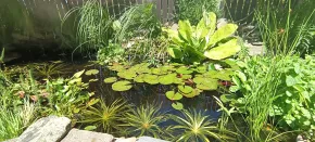 Malé jezírko na vsi