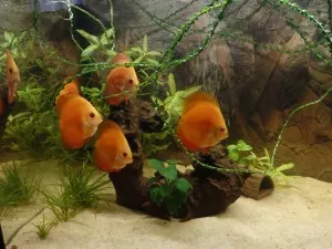 yellow face red melon discus