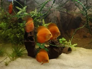 yellow face red melon discus