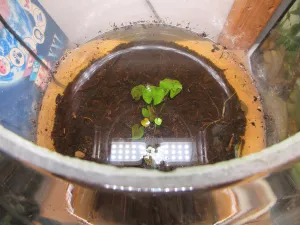 Nymphaea thermarum po 40 hodinách v novém biotopu.
