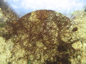 Caloglossa beccarii po dvou měsících od získání.