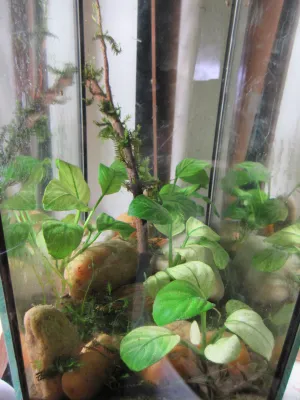 Anubias sp. 'Snow White' v 5 litrovém akváriu. Vlevo svítí světlo biotopu pro N. thermarum a osvětluje ho.