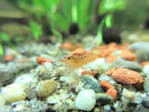Caridina serrata 'Bloodshot'