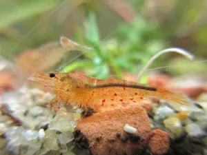 Caridina serrata 'Bloodshot' po devíti dnech.