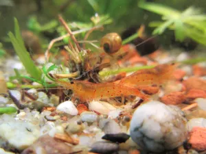 Caridina serrata 'Bloodshot' se už sytěji vybarvují.