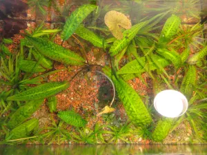 Dnes. Pohled shora. Cryptocoryne hudoroi rostou.