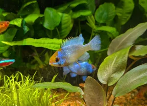 Cichlidka Ramirezova var. Electric blue (Mikrogeophagus ramirezi Electric blue)