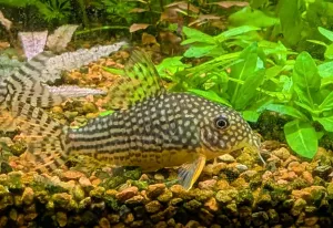 Pancéřníček Sterbův (Corydoras sterbai)