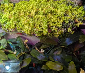 Emerzně pěstované Micranthemum umbrosum 'Monte Carlo' (malokvětka tmavá 'Monte Carlo') na filtru. Daří se jí náramně :-)