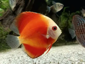 -