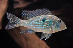 Geophagus mirabilis Geophagus mirabilis